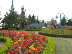 vuon hoa tp