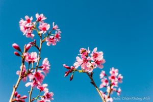 nhung loai hoa khoe sac don xuan o Da Lat 2