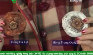 phan biet hong deo da lat va trung quoc