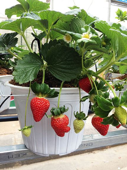 Chậu dâu tây 3 chau-dau-tay-1