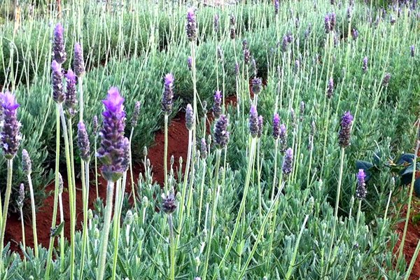 ‘Tour vườn tược’ có một không hai ở Đà Lạt 6 ‘Tour vườn tược’ có một không hai ở Đà Lạt