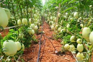 tour vuon tuoc co mot khong hai o da lat 3