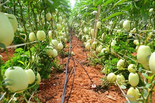 ‘Tour vườn tược’ có một không hai ở Đà Lạt 7 ‘Tour vườn tược’ có một không hai ở Đà Lạt