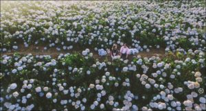 rung hoa cam tu cau tuyet dep dang gay sot o da lat 15