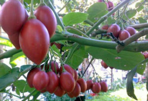 ca chua Tamarillo