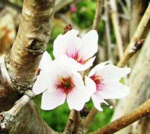 da lat trong thanh cong loai hoa dao dep nhat nhat ban 2