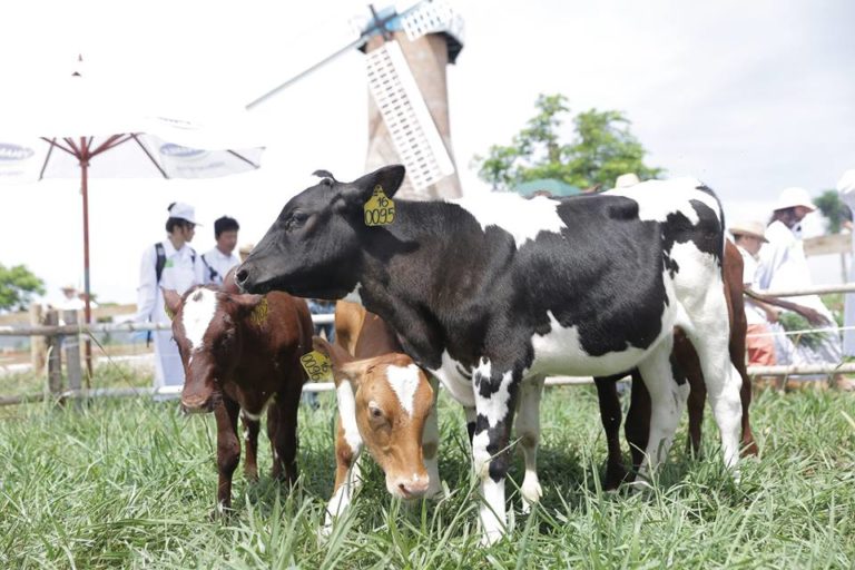 Vinamilk Organic Milk Farm