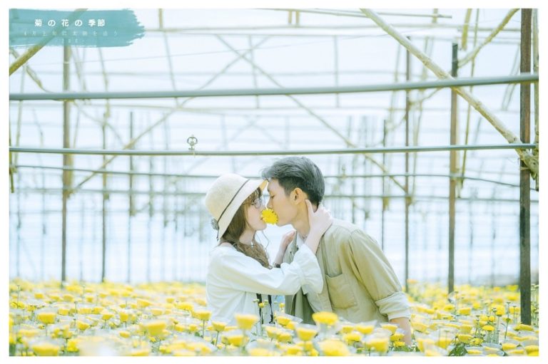 Vườn hoa cúc đẹp ngẩn ngơ tại Đà Lạt