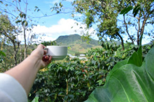 bo lai pho thi ngam langbiang qua khoi ca phe 1
