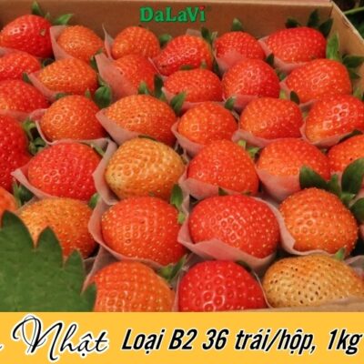 Dâu tây Đà Lạt giống Nhật