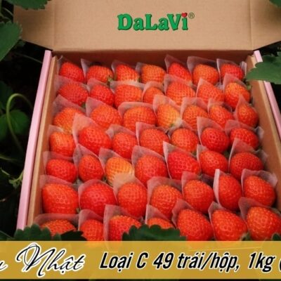 Dâu tây Đà Lạt giống Nhật 5 Dau nhat s49