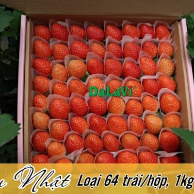 Dâu tây Đà Lạt giống Nhật 4 Dau nhat s64