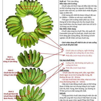 Chuối Laba sấy dẻo 3 Phan biet Chuoi Laba