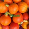Bí giọt nước