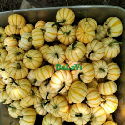 Bí Hoàng Gia 7 bi hoang gia 1