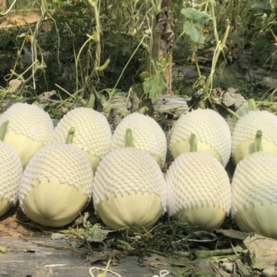 Bí sợi mì 5 bi soi mi dalavi 13 1024x767 1