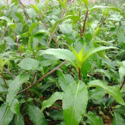 Rau bầu đất