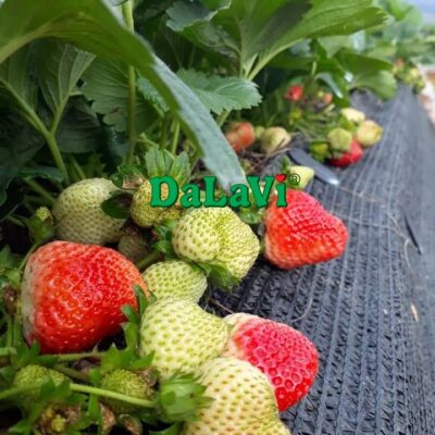 Dâu tây Đà Lạt