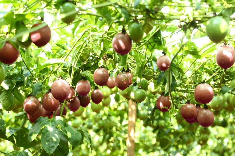 Dịch chanh dây cô đặc có hạt - Cung cấp số lượng lớn