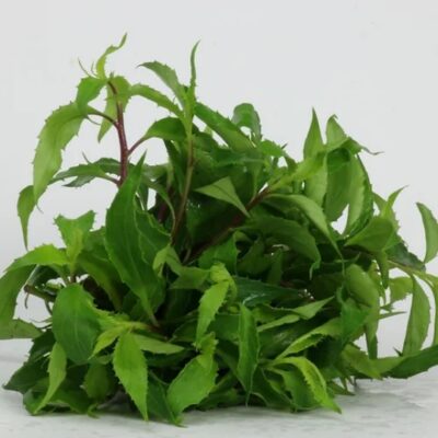 Rau bầu đất 3 rau bau dat da lat